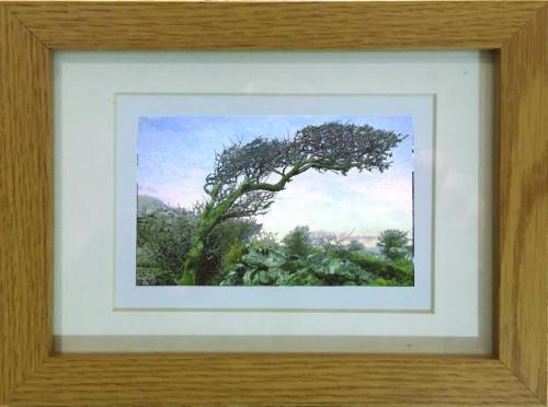 8&quot; x 6&quot; Windswept Tree